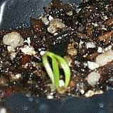 First sprout of 2001