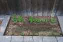 Herbs (front to back): parsley, garlic chives and coriander