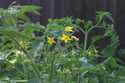 Tomatoes in bloom