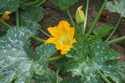 Zucchini in bloom