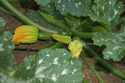 Female zucchini flower